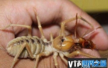 世界上最大的五种蜘蛛排名，骆驼蜘蛛排第一