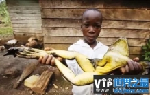 世界第一大巨蛙，哥利亚蛙有3.3公斤重