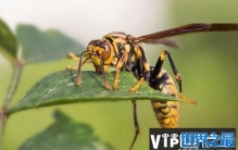 世界上最毒的十种昆虫，杀人蜂排第一名