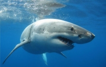 世界十大最可怕的鲨鱼 最凶猛的鲨鱼（噬人鲨）