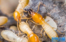 为什么家里会有白蚁？家里有白蚁怎么办？