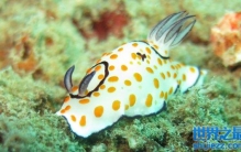 海兔能吃吗？为什么不能随便吃海兔