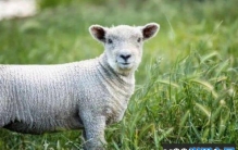 世界上最小的羊品种：尼日利亚矮脚羊