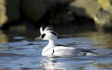 世界三大美丽的鸭子 不寻常的鸭子（稀有品种）