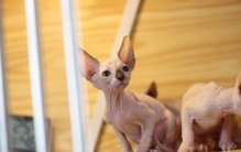 世界十大最奇特的猫排行，第一名是加拿大无毛猫