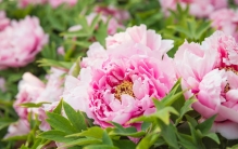 世界三大最美的花 是什么花（花中之王牡丹）