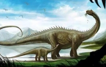 世界三大尾巴最长的动物 长尾巴动物排行（长达20米）