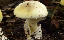 世界三大致命毒蘑菇 都是什么（剧毒蘑菇）