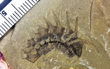 出现在古老化石上的人类脚印 拥有上万年的历史（无从考究）