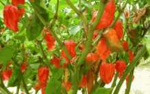 世界上最辣的辣椒排行榜前十，卡罗来纳死神排第一名