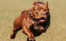 世界三种最凶猛的烈犬 杀伤力强大（比特犬第一）