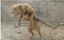 全球十大被禁养狗狗排行榜：中国藏獒排第七，比特犬居榜首