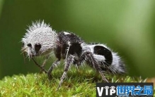 世界上最奇特的蚂蚁，其剧毒可杀死一头牛