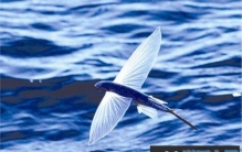 世界上飞得最远的鱼，飞鱼能飞400多米远