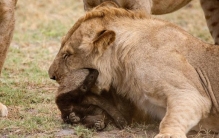 世界上最无所畏惧的动物 平头哥谁都不怕（蜜獾）