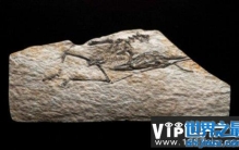 世界上最小恐龙，森林翼龙体长约9厘米