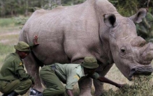 世界珍稀动物之三 大熊猫不算最稀有（白犀牛仅存一只）