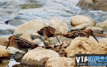 世界上飞的最慢的鸟，丘鹬飞行速度每时8千米