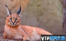 世界上最凶猛的猫，狞猫外号“天山童姥”