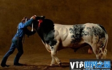 世界上最强壮的牛，体长达5米重达3吨