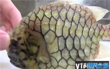 世界上最坚硬的鱼，松球鱼煮不烂剪不开