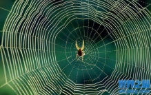 是不是所有的蜘蛛都结网？有不结网的蜘蛛吗？