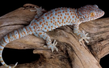 世界上最大的壁虎 体长2.3米 药用价值高（大壁虎）