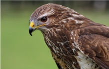 小伙救下一只老鹰 却让他走上巅峰（动物报恩）