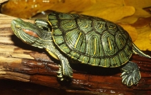 世界三大最受欢迎的宠物龟 热门爬宠（被称巴神）