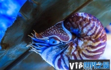 世界上最古老的海螺，鹦鹉螺被誉为活化石