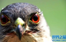 为什么鹰的视力那么好？老鹰成为千里眼的原因是什么