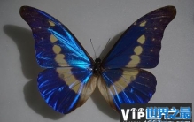世界上最美丽的蝴蝶 海伦娜闪蝶标本能换辆车