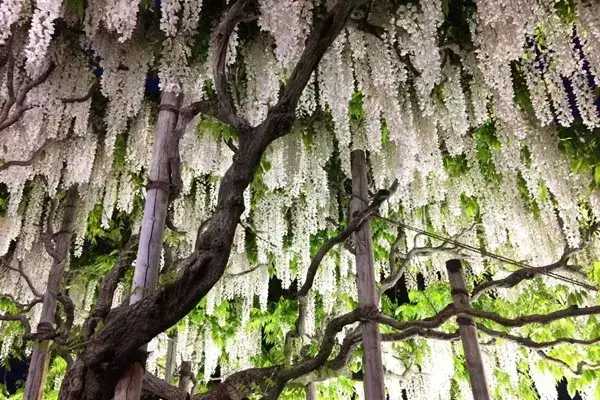 比钢铁还硬？巨臭无比？瞅瞅这些“植物界之最”！ 