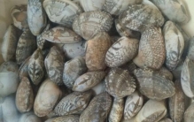 最好吃的十大贝类食物，花甲和鲍鱼排在前两名