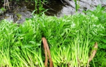 中国最常见的十大野菜品种，水芹与马齿苋排前两名