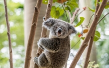 世界三大最懒的动物排行 睡眠时间能达22小时（考拉）