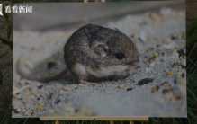 ​美国动物园9岁老鼠创吉尼斯最长寿记录