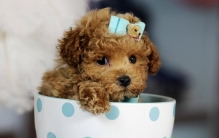 世界上最小的泰迪 比手掌还小（茶杯泰迪犬）