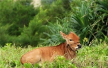 世界上最小的牛品种 体型矮小 比较像狗（小狗牛）