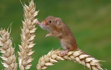 世界上最小的老鼠 体重8克左右（燕麦鼠）