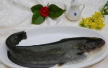 鲶鱼是世界上最脏的垃圾鱼，你还敢吃吗？