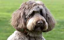 拥有世界上最长睫毛的小狗 入选吉尼斯纪录