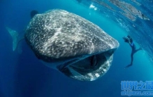 世界上最大的鱼是什么鱼？鲸鲨是鱼吗？