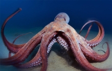 世界上四大最聪明的动物 是什么（智商高）