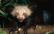 世界上十种最丑的动物 丑到辣眼睛（不忍直视）