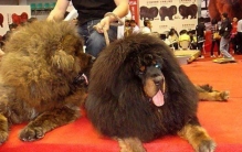 世界上最大的藏獒 站立高度1.8米（藏獒王）