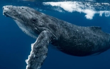 世界五大最大的鲸鱼 是什么（蓝鲸第一）