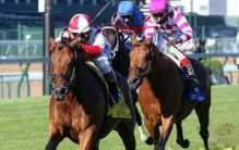 澳门马正版免费资料论坛（2023年澳门马术正版资料）