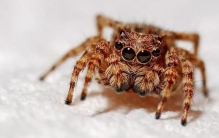 世界上体型最小的蜘蛛 体型0.043（施展蜘蛛）