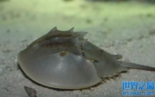 鲎有几只眼睛？鲎的眼睛有什么特别之处？